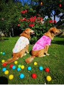 HNK Dogs Purple Sun T-shirt